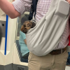 Illustration : 15 photos de chiens transport&eacute;s dans un sac, qui profitent de la vie confortablement
