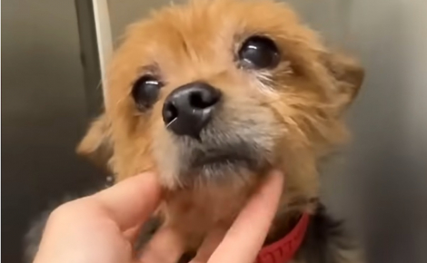 Abandonné à l'âge de 10 ans, ce Yorkshire se fait remarquer par une famille qui lui offre une chance de vieillir dans l'amour (vidéo)