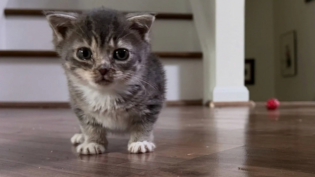 Illustration : "Concernée par une maladie rare, le nanisme hypophysaire, cette chatte ressemblera à un chaton toute sa vie (vidéo)"