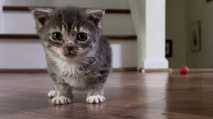 Illustration : Concern&eacute;e par une maladie rare, le nanisme hypophysaire, cette chatte ressemblera &agrave; un chaton toute sa vie (vid&eacute;o)