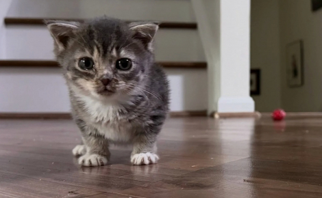 Concernée par une maladie rare, le nanisme hypophysaire, cette chatte ressemblera à un chaton toute sa vie (vidéo)