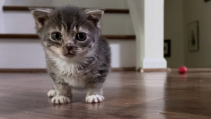 Illustration : Concernée par une maladie rare, le nanisme hypophysaire, cette chatte ressemblera à un chaton toute sa vie (vidéo)