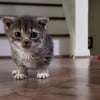 Illustration : Concern&eacute;e par une maladie rare, le nanisme hypophysaire, cette chatte ressemblera &agrave; un chaton toute sa vie (vid&eacute;o)