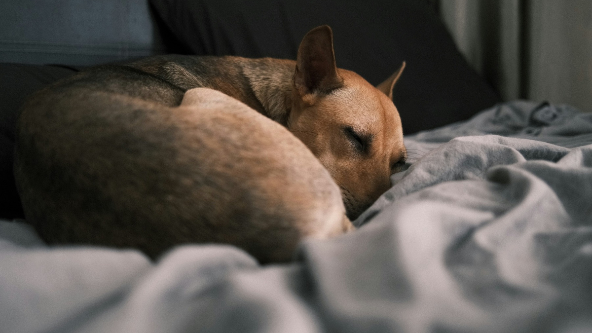 Illustration : "Pourquoi votre chien dort-il recroquevillé en boule parfaite ?"