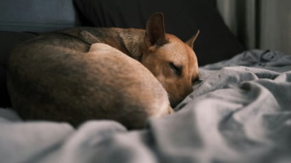 Illustration : Pourquoi votre chien dort-il recroquevill&eacute; en boule parfaite ?