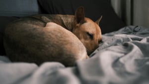 Illustration : Pourquoi votre chien dort-il recroquevill&eacute; en boule parfaite ?