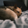 Illustration : Pourquoi votre chien dort-il recroquevill&eacute; en boule parfaite ?