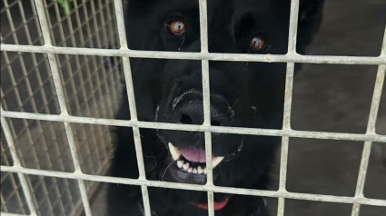 Illustration : Abandonn&eacute; 3 fois, ce chien incompris et maltrait&eacute; revient au refuge o&ugrave; tout le monde esp&egrave;re lui trouver le bon foyer