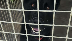 Illustration : Abandonné 3 fois, ce chien incompris et maltraité revient au refuge où tout le monde espère lui trouver le bon foyer