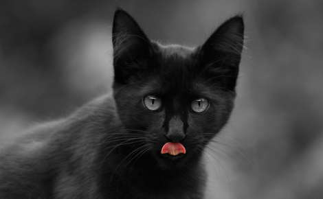 Alertée par des miaulements, une association sauve un chaton resté près de 24 heures sans boire ni manger en pleine canicule