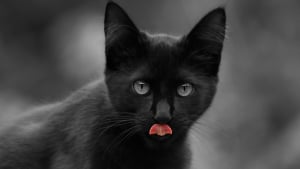 Illustration : Alert&eacute;e par des miaulements, une association sauve un chaton rest&eacute; pr&egrave;s de 24 heures sans boire ni manger en pleine canicule