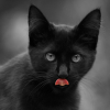 Illustration : Alert&eacute;e par des miaulements, une association sauve un chaton rest&eacute; pr&egrave;s de 24 heures sans boire ni manger en pleine canicule