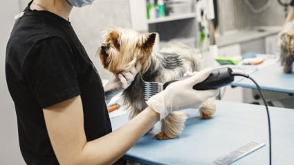 Illustration : Tondre son chien tr&egrave;s court l'emp&ecirc;che d'attraper des tiques en &eacute;t&eacute; : mythe ou r&eacute;alit&eacute; ?