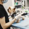 Illustration : Tondre son chien tr&egrave;s court l'emp&ecirc;che d'attraper des tiques en &eacute;t&eacute; : mythe ou r&eacute;alit&eacute; ?