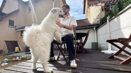 Illustration : &laquo; La vraie star, c&rsquo;est Bianca ! &raquo;, &agrave; Troyes (10), un agent immobilier d&eacute;veloppe un concept de visites original avec sa chienne Samoy&egrave;de (vid&eacute;o)