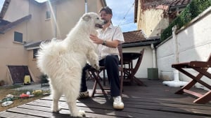 Illustration : "« La vraie star, c’est Bianca ! », à Troyes (10), un agent immobilier développe un concept de visites original avec sa chienne Samoyède (vidéo)"