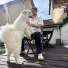 Illustration : &laquo; La vraie star, c&rsquo;est Bianca ! &raquo;, &agrave; Troyes (10), un agent immobilier d&eacute;veloppe un concept de visites original avec sa chienne Samoy&egrave;de (vid&eacute;o)