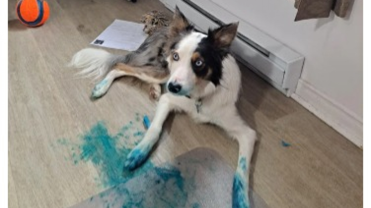 Illustration : "14 photos de chiens attrapés en flagrant délit de petites bêtises"