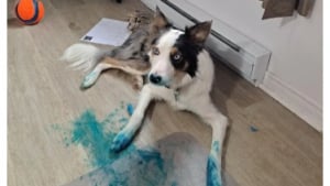 Illustration : "14 photos de chiens attrapés en flagrant délit de petites bêtises"