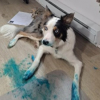 Illustration : 14 photos de chiens attrap&eacute;s en flagrant d&eacute;lit de petites b&ecirc;tises