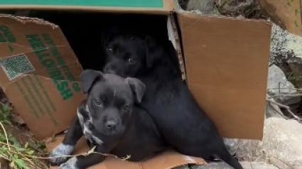 Illustration : Ces 7 chiots abandonn&eacute;s nagent d&eacute;sormais dans le bonheur gr&acirc;ce &agrave; un automobiliste qui a choisi de ne pas passer son chemin (vid&eacute;o)