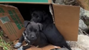 Illustration : Ces 7 chiots abandonn&eacute;s nagent d&eacute;sormais dans le bonheur gr&acirc;ce &agrave; un automobiliste qui a choisi de ne pas passer son chemin (vid&eacute;o)