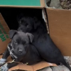 Illustration : Ces 7 chiots abandonn&eacute;s nagent d&eacute;sormais dans le bonheur gr&acirc;ce &agrave; un automobiliste qui a choisi de ne pas passer son chemin (vid&eacute;o)