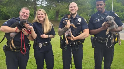 Illustration : Apr&egrave;s le sauvetage d&rsquo;animaux en d&eacute;tresse, des policiers d&eacute;cident d&rsquo;adopter 3 chiots et de leur offrir une belle vie