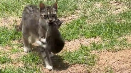 Illustration : Une chatte errante nourrie par une famille d&eacute;cide de revenir la voir avec ses 3 chatons qu'elle installe dans le garage (vid&eacute;o)