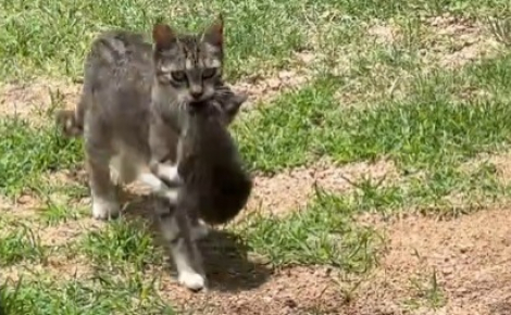 Une chatte errante nourrie par une famille décide de revenir la voir avec ses 3 chatons qu'elle installe dans le garage (vidéo)