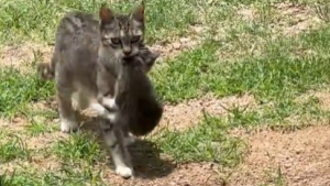 Illustration : Une chatte errante nourrie par une famille décide de revenir la voir avec ses 3 chatons qu'elle installe dans le garage (vidéo)