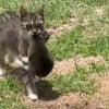 Illustration : Une chatte errante nourrie par une famille d&eacute;cide de revenir la voir avec ses 3 chatons qu'elle installe dans le garage (vid&eacute;o)