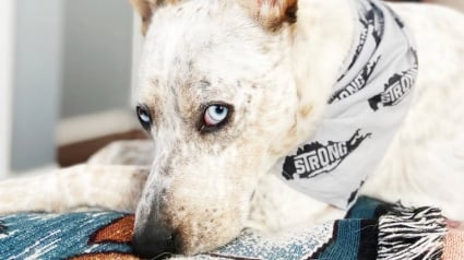 Illustration : Rendu au refuge car il n&rsquo;&eacute;coutait pas, ce chien trouve une seconde chance aupr&egrave;s d&rsquo;un couple qui d&eacute;couvre qu&rsquo;il est sourd