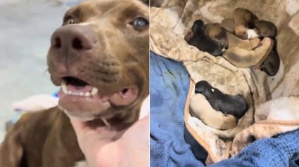 Illustration : Sauv&eacute;e de la rue cette pauvre chienne errante et borgne donne naissance &agrave; 10 magnifiques chiots (vid&eacute;o)