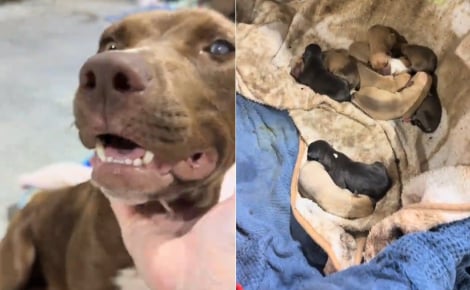 Sauvée de la rue cette pauvre chienne errante et borgne donne naissance à 10 magnifiques chiots (vidéo)