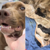 Illustration : Sauv&eacute;e de la rue cette pauvre chienne errante et borgne donne naissance &agrave; 10 magnifiques chiots (vid&eacute;o)
