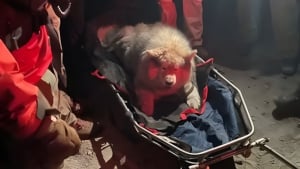 Illustration : Bless&eacute; lors d'une randonn&eacute;e en montagne, un Husky est pris en charge par des secouristes qui l'&eacute;vacuent avec une civi&egrave;re sur roue