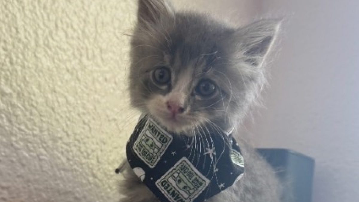 Illustration : "Un homme en moto s’arrête sur l’autoroute pour sauver un chaton perdu et le ramène chez lui dans sa veste (vidéo)"