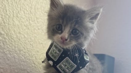 Illustration : Un homme en moto s&rsquo;arr&ecirc;te sur l&rsquo;autoroute pour sauver un chaton perdu et le ram&egrave;ne chez lui dans sa veste (vid&eacute;o)
