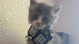 Illustration : "Un homme en moto s’arrête sur l’autoroute pour sauver un chaton perdu et le ramène chez lui dans sa veste (vidéo)"