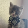 Illustration : Un homme en moto s&rsquo;arr&ecirc;te sur l&rsquo;autoroute pour sauver un chaton perdu et le ram&egrave;ne chez lui dans sa veste (vid&eacute;o)
