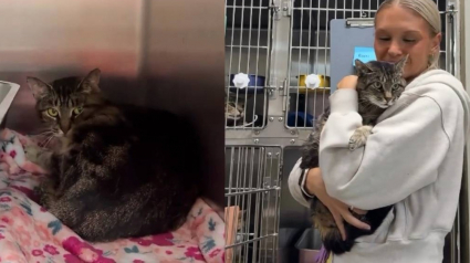 Illustration : Sauv&eacute;e de justesse de l'euthanasie cette chatte de 14 ans attend d'&ecirc;tre adopt&eacute;e (vid&eacute;o)