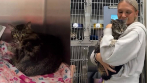 Illustration : Sauvée de justesse de l'euthanasie cette chatte de 14 ans attend d'être adoptée (vidéo)