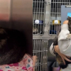 Illustration : Sauv&eacute;e de justesse de l'euthanasie cette chatte de 14 ans attend d'&ecirc;tre adopt&eacute;e (vid&eacute;o)