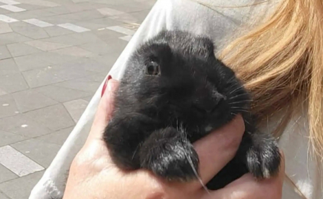 Perdue au milieu des supporters de la Coupe du monde de football, une lapine effrayée découvre enfin ce que signifie vivre en sécurité