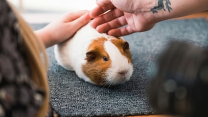 Illustration : 6 choses &agrave; savoir imp&eacute;rativement si vous souhaitez adopter un cochon d&rsquo;Inde