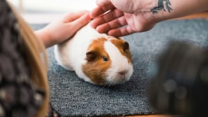 Illustration : 6 choses &agrave; savoir imp&eacute;rativement si vous souhaitez adopter un cochon d&rsquo;Inde