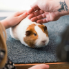 Illustration : 6 choses &agrave; savoir imp&eacute;rativement si vous souhaitez adopter un cochon d&rsquo;Inde
