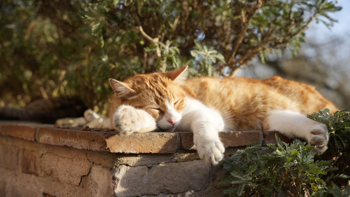 Illustration : "Pourquoi votre chat fait-il des siestes en plein soleil par 35°C ?"