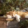 Illustration : Pourquoi votre chat fait-il des siestes en plein soleil par 35&deg;C ?